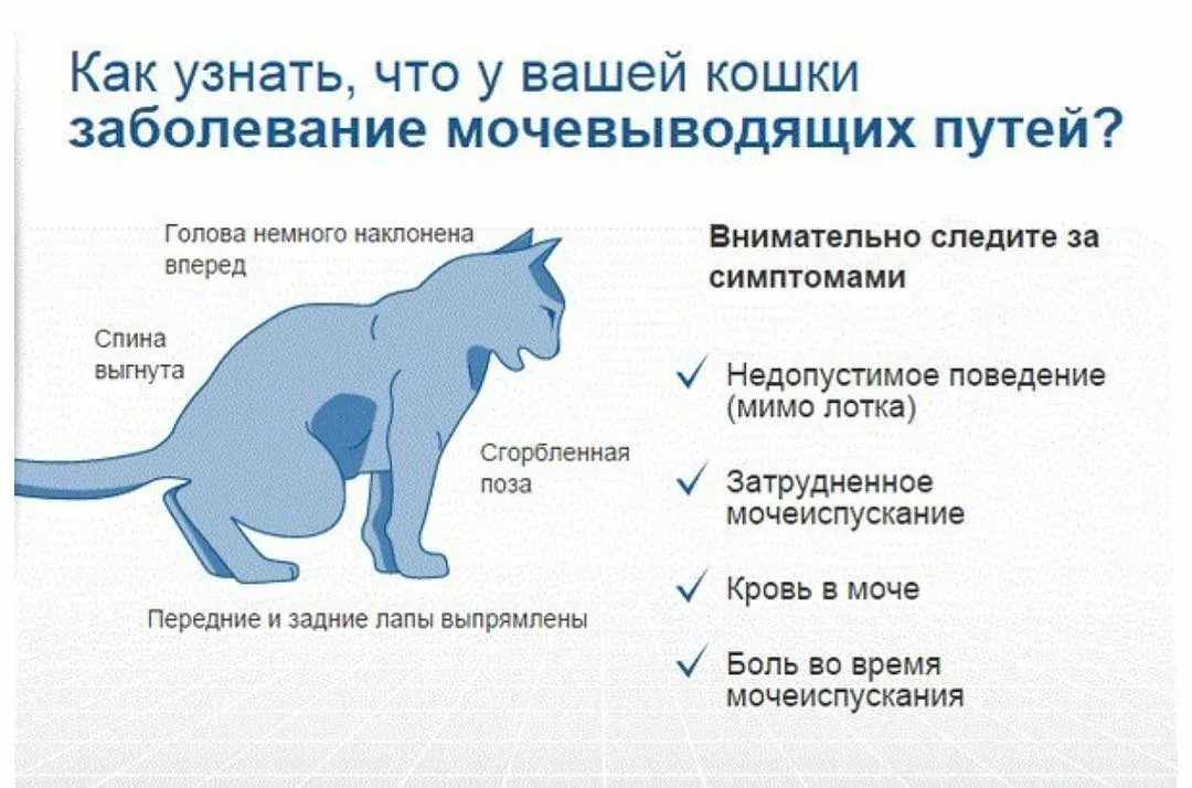 Если кошка сидит у порога входной двери, что это значит?