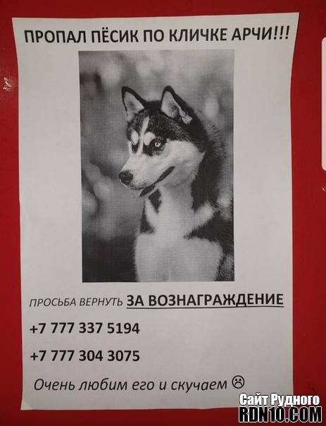 Что означают клички арчи, грей, берта, айза для собак и многие другие