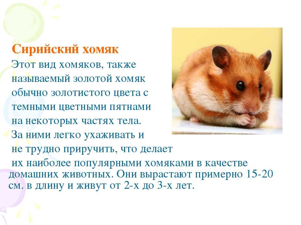 Хомячки