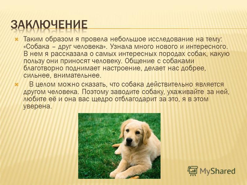 Собачья радость: понимаем, что она значит и как ее можно достичь
