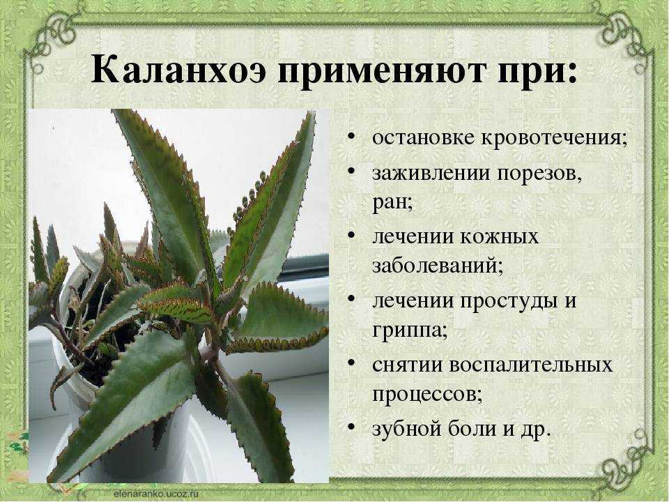 Класс млекопитающие.китообразные, ластоногие, хоботные, хищные. 7 класс онлайн-подготовка на ростелеком лицей |