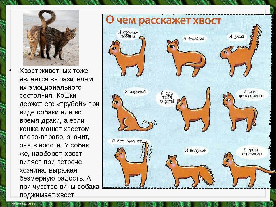 Почему коты ходят за хозяином везде?