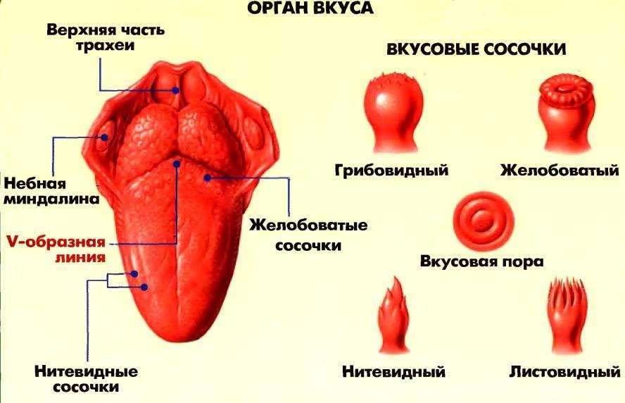 Флава - это один из основных вкусовых компонентов пищи, который отвечает за ощущение вкуса В составе флавы содержатся различные химические соединения,