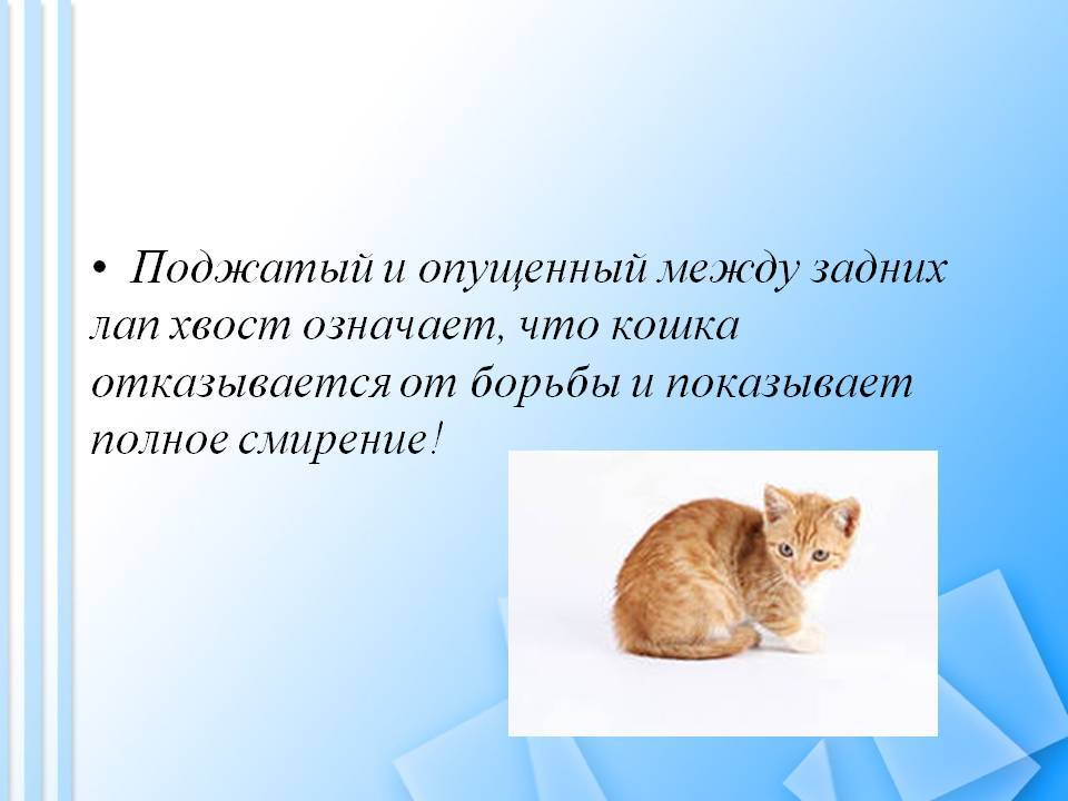 О чём говорит хвост кошки