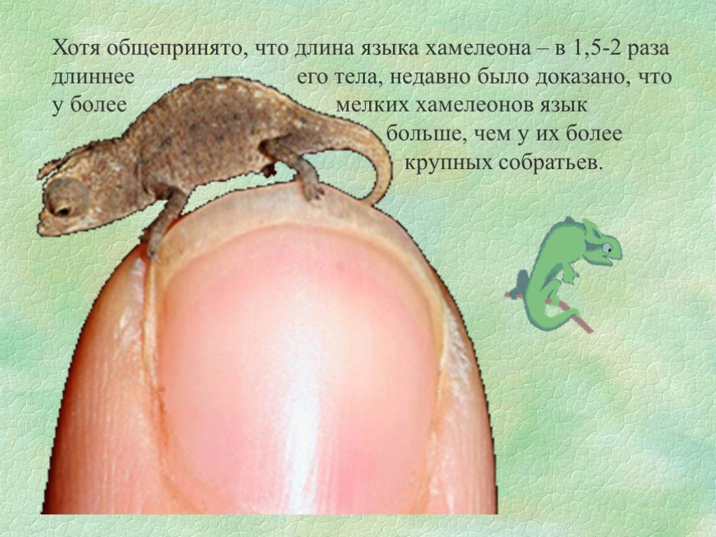 У кого длинный язык...?