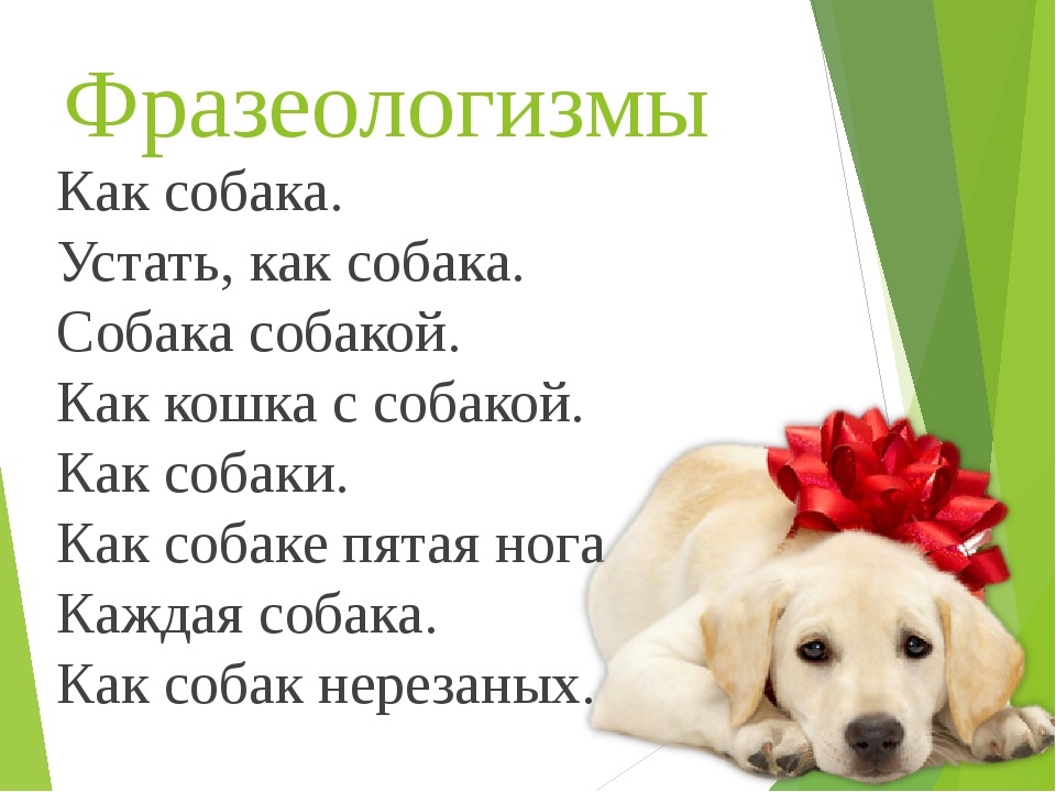 "собаку съел" | о жизни слов