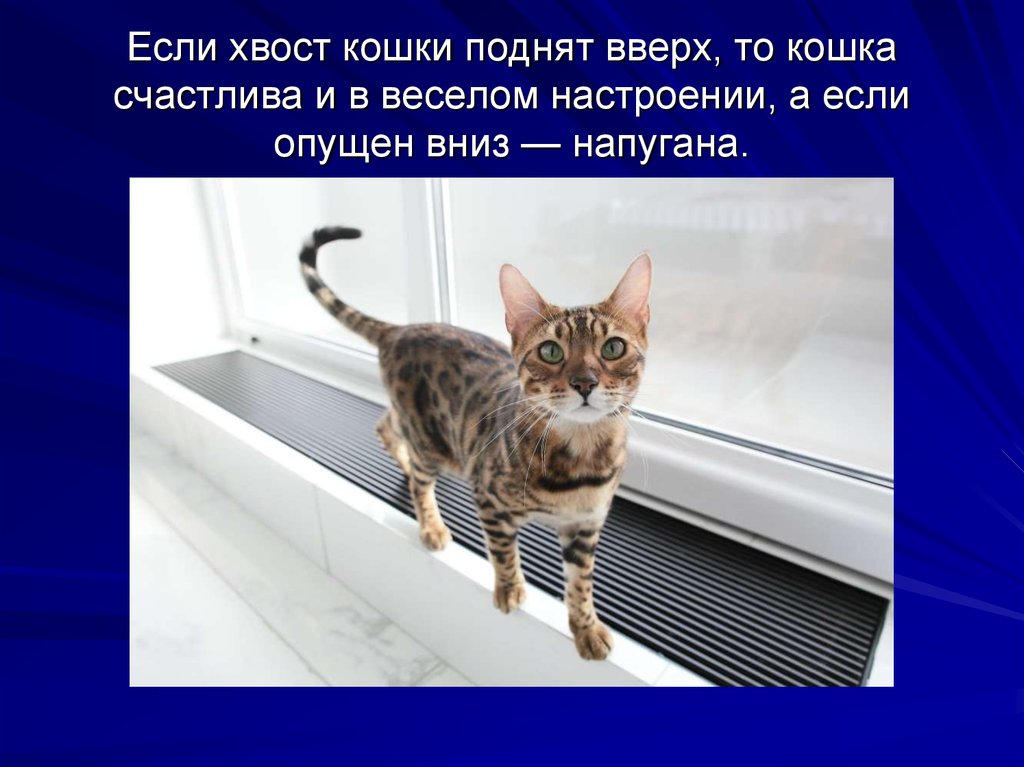 Зачем кошке нужен хвост?