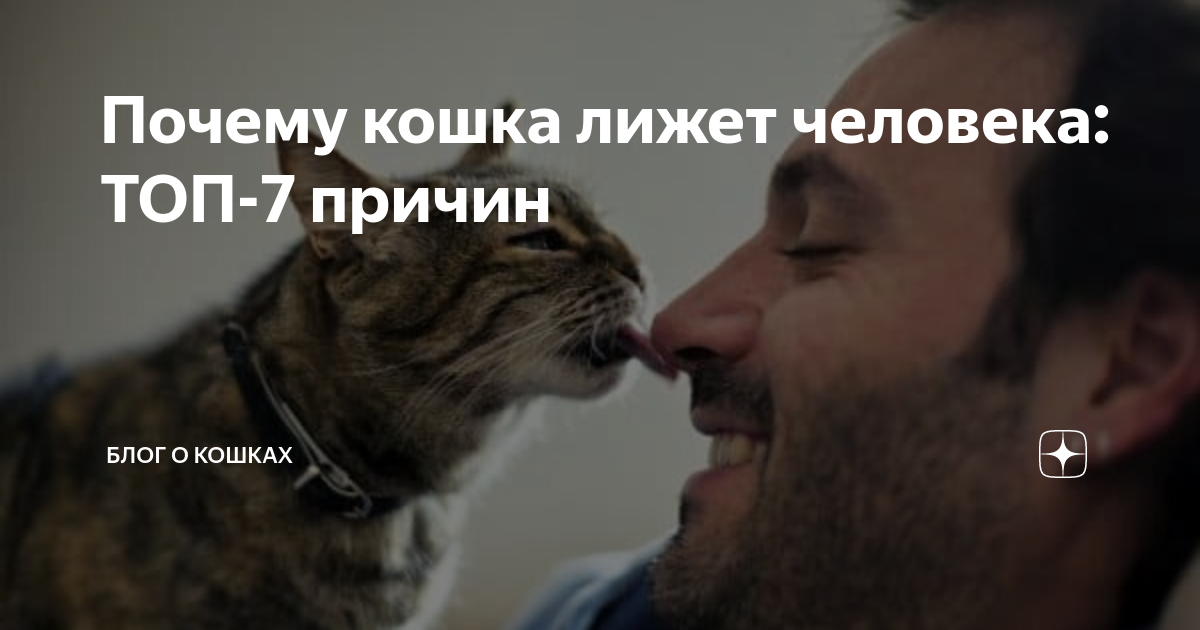 Кошка постоянно лижется: причины такого поведения