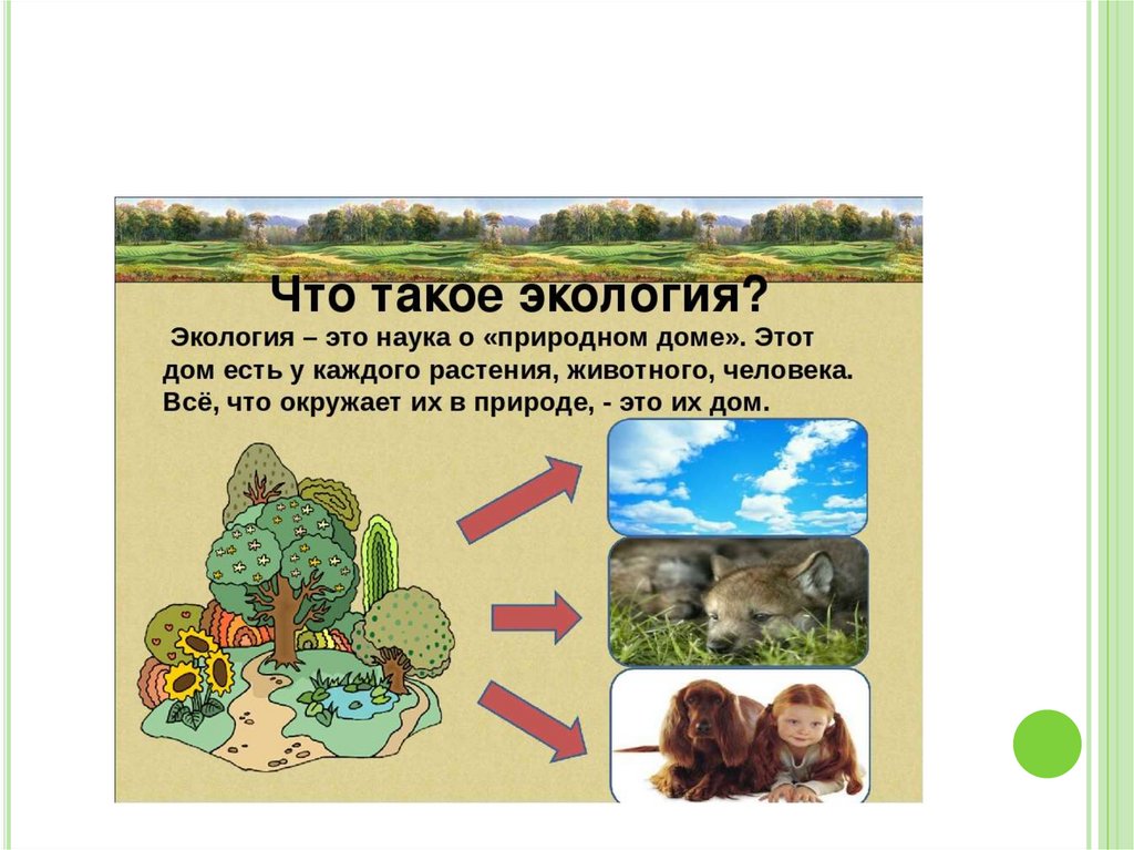 Экологические проблемы