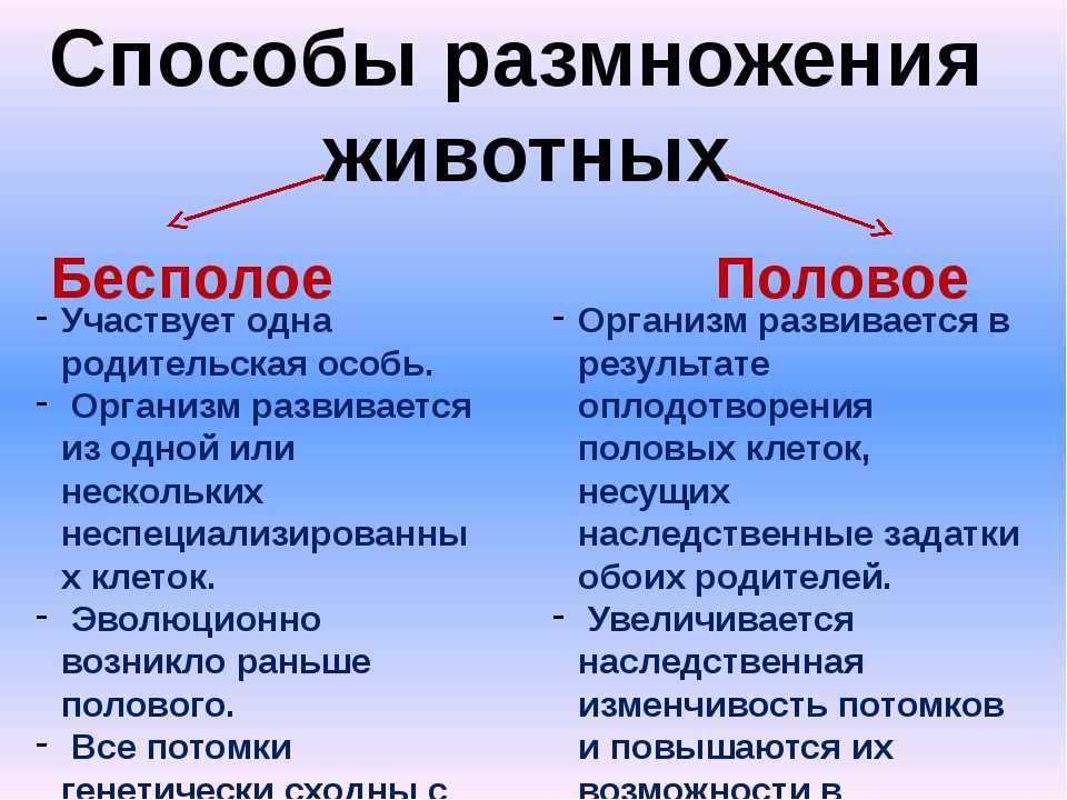 Репродукция в биологии: основные понятия и механизмы