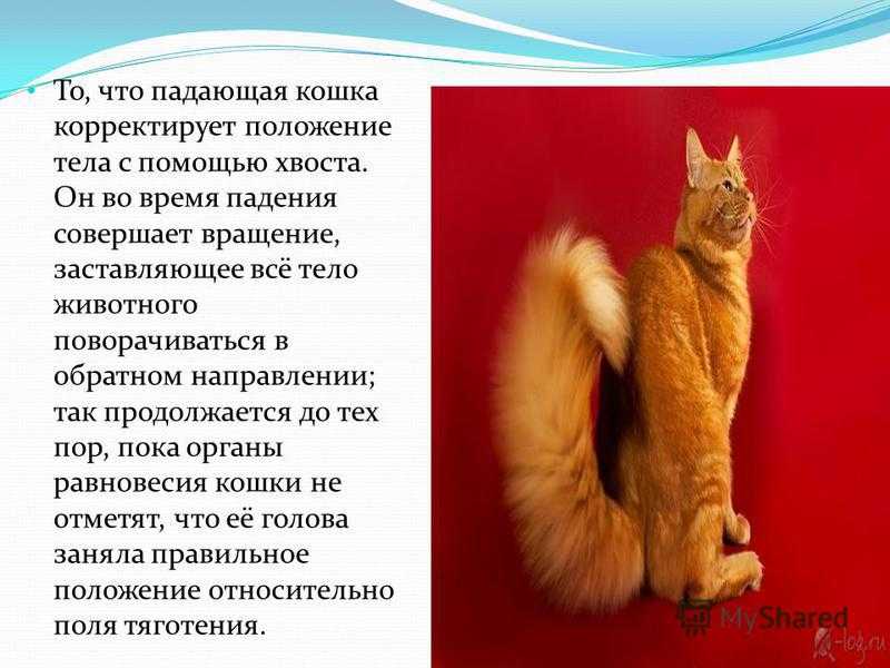 Как определить поведение кошек по хвосту | кот и кошка
