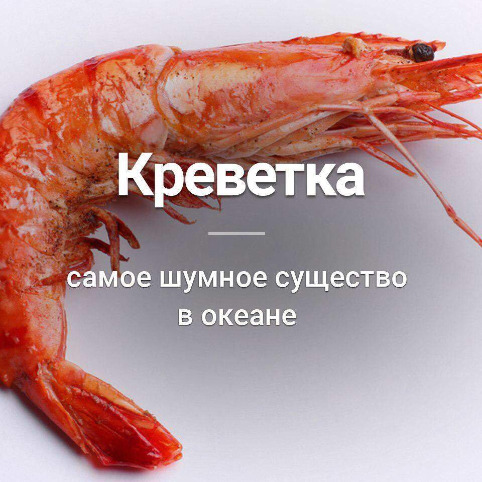 Что значит, если девушку считают куклой: особенности и значения