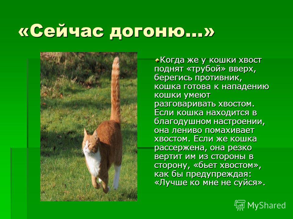 Зачем кошке нужен хвост?