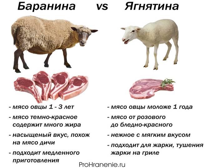 Бараны: заблуждение о их тупости и научные доказательства
