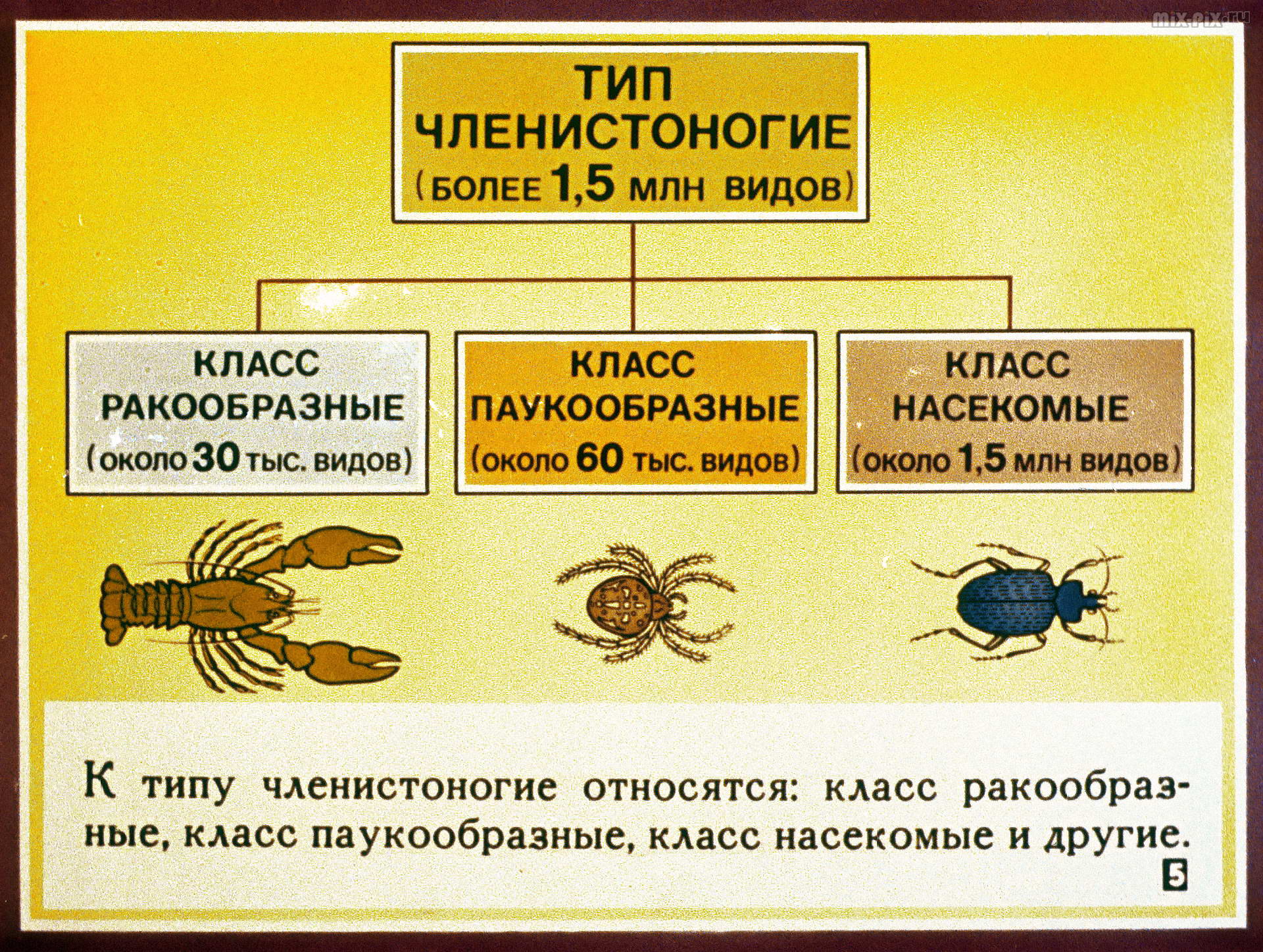 Обитатели соленых и пресных водоёмов (окружающий мир 3 класс)