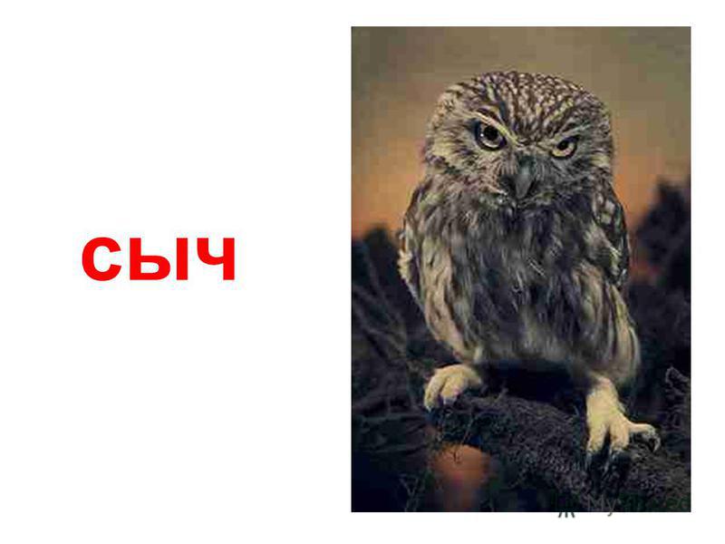Что значит человек сыч? — ironset