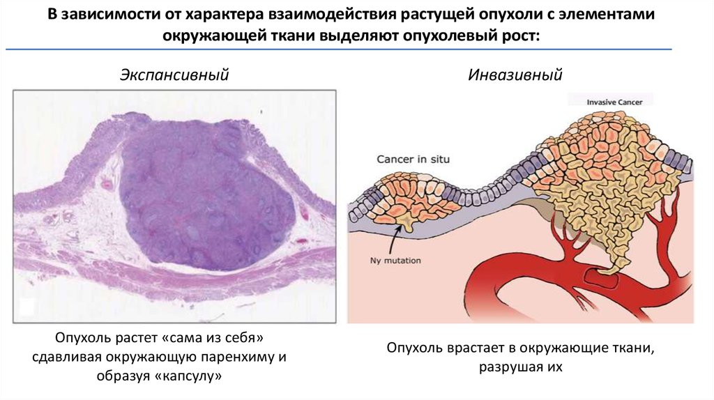 Как устроена и как работает лимфатическая система?