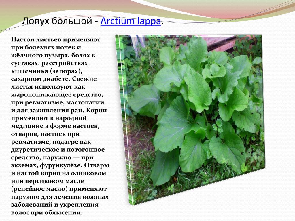 Значение лопуха для описания человека