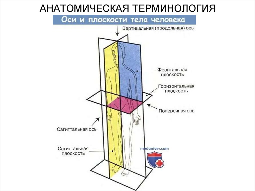 Продольная ось - стержень
 - большая энциклопедия нефти и газа, статья, страница 1
