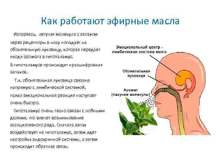 Влияние запахов на человека