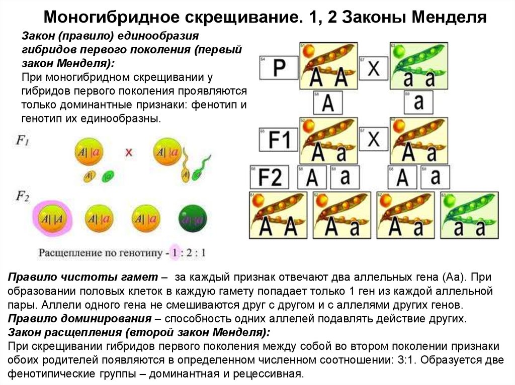 Второй ⭐️ закон менделя: характеристика, как звучит, условия выполнения, примеры, задачи с решением