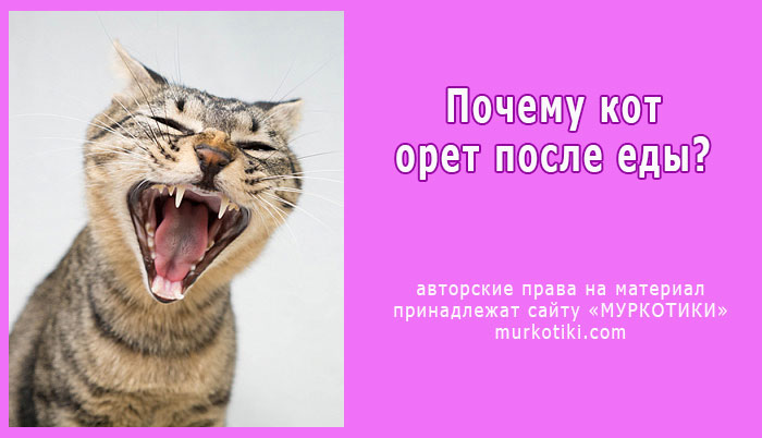 Почему кот постоянно мяукает и орет: разберемся в этих причинах - kupipet.ru