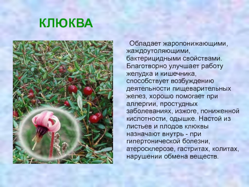 Ожерельем рассыпана клюква: что значит это выражение
