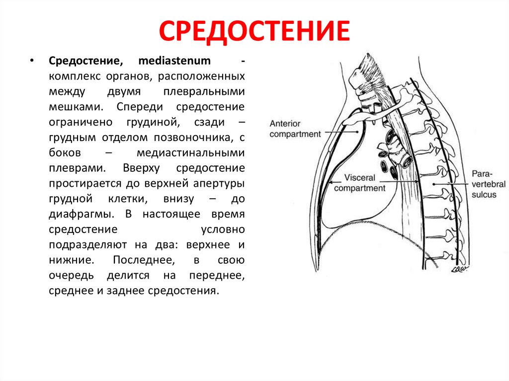 Понятие латерального, краниального, медиального, дистального, проксимального, вентрального и дорсального направлений в анатомии и физиологии