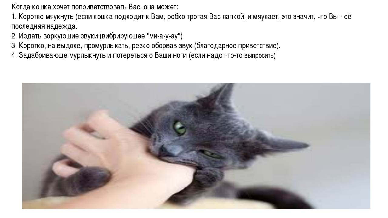 Почему кошка часто мяукает