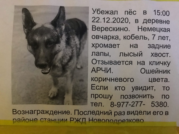 Имена для собак со значением