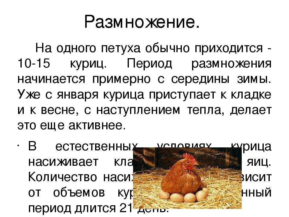 Маточная курица - это птица, которая предназначена для производства яиц и высококачественного мяса Она является основой птицеводства и играет важную роль