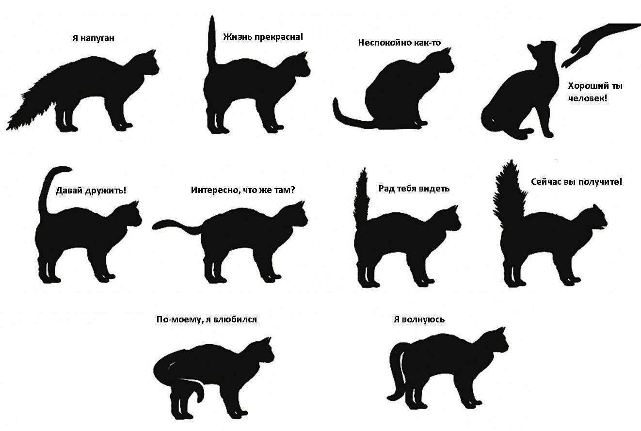 Как наказать кота