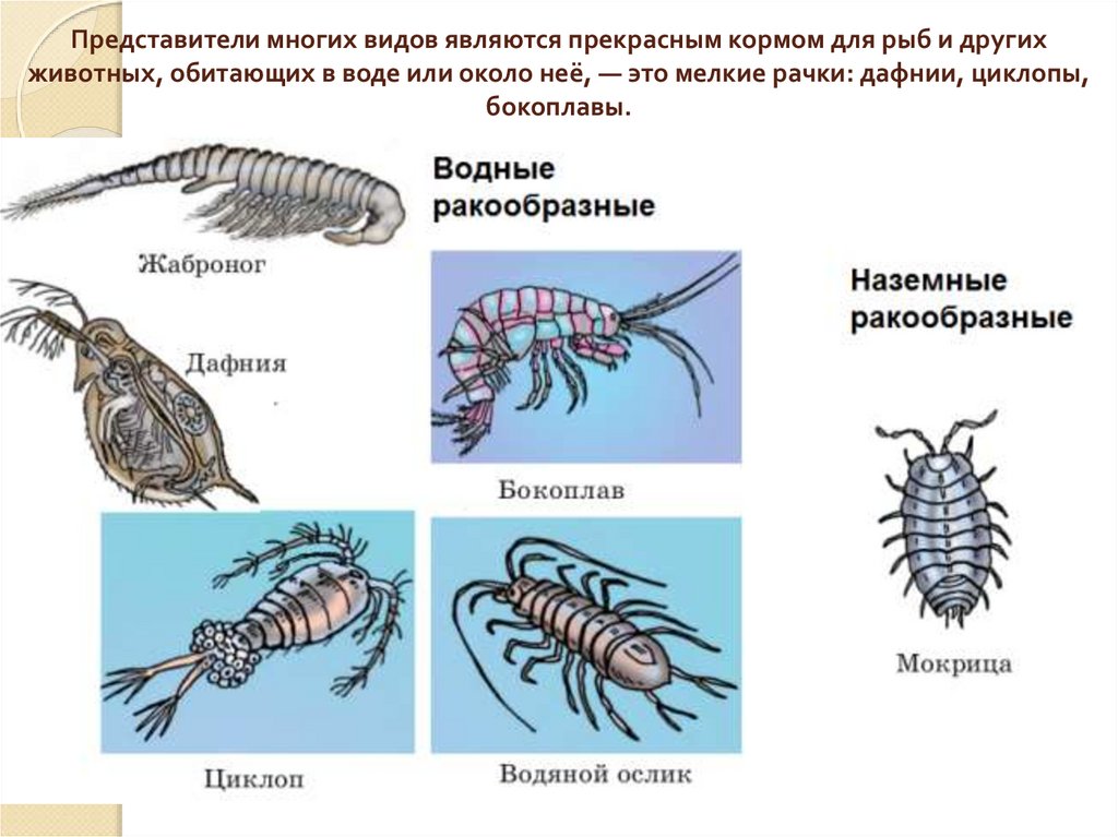 Первичноводные животные: кто они и какой у них образ жизни?