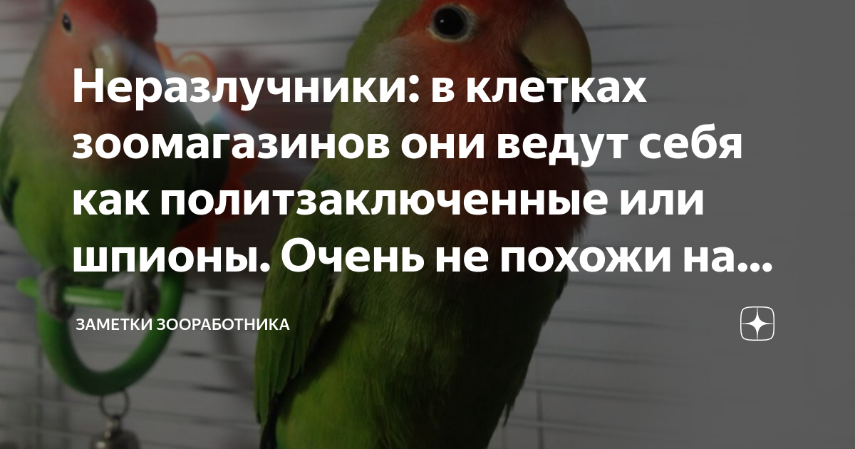Век живи – век учись: смысл пословицы и варианты её применения