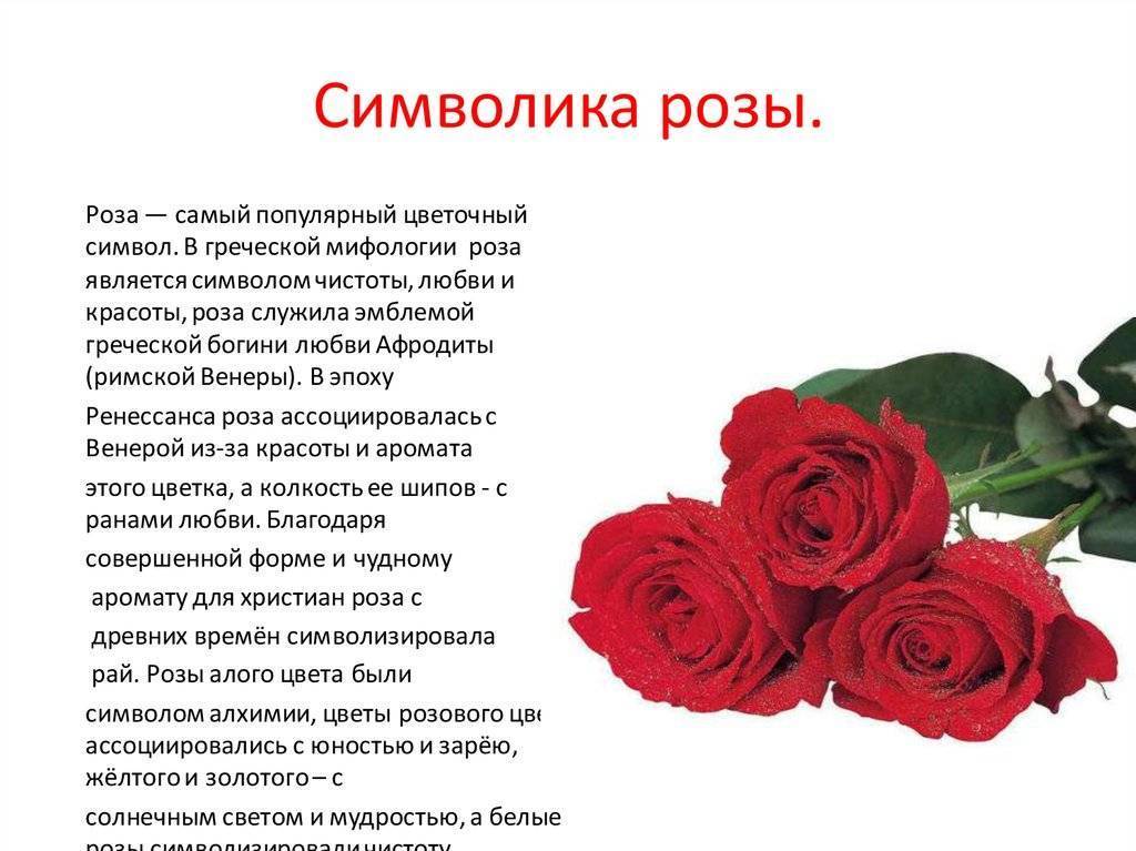 Значение одной и двух роз: что они символизируют и какой смысл несут эти цветы