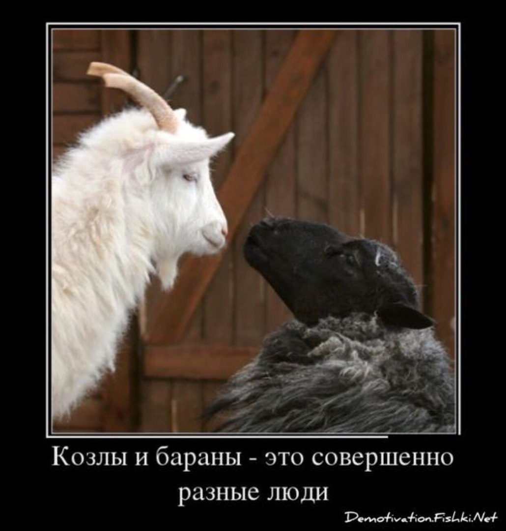 Что значит упертый как баран