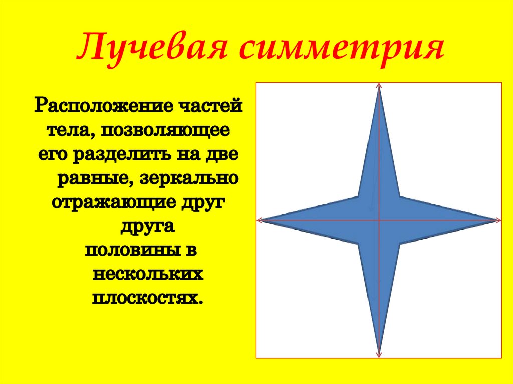 Симметрия лучевая и радиальная в биологии 7 класс: определение и примеры