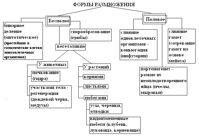 Половое размножение