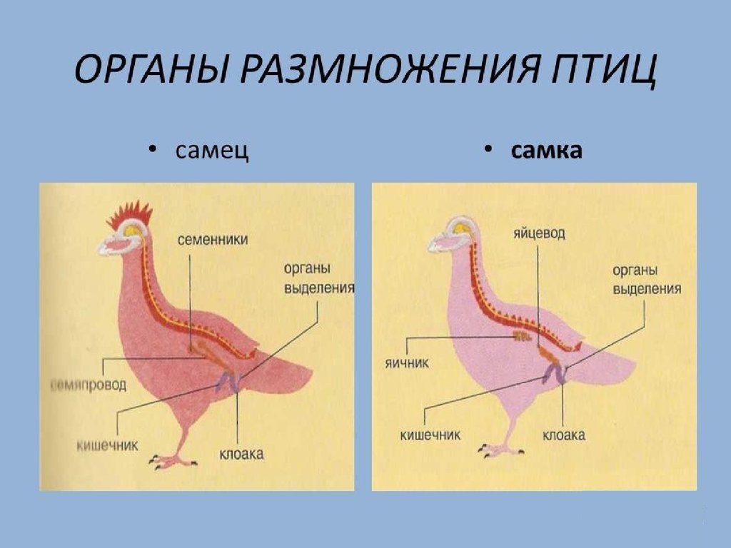 Когда начинают нестись куры молодки в домашних условиях?