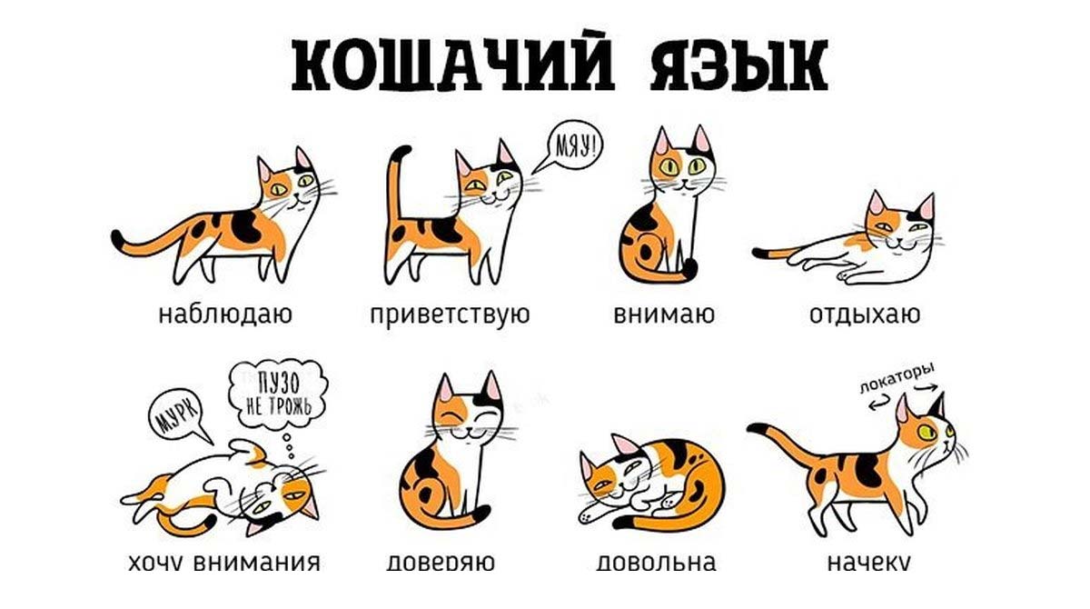Кошка неожиданно стала демонстрировать другое поведение