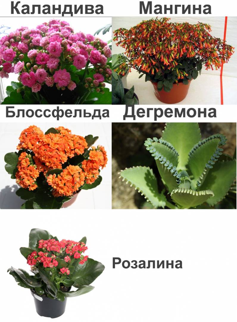 Отдел моховидные - виды мхов и названия, размножение,  факты