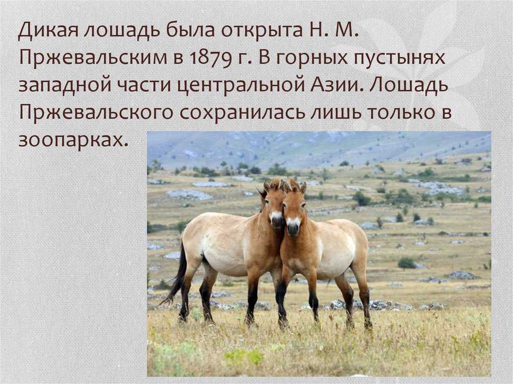 Дикая лошадь пржевальского