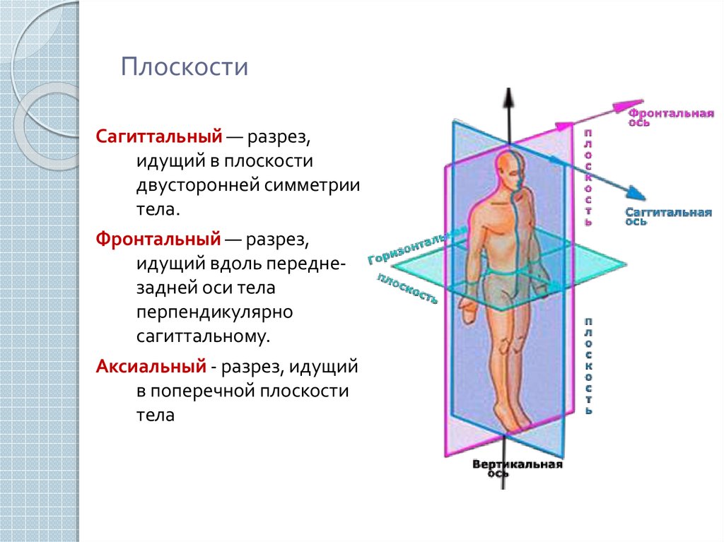 Расстояние между носом и верхней губой физиогномика. физиогномика — читаем по лицу (черты, части лица - и характер, которыми они наделяют своих обладателей)