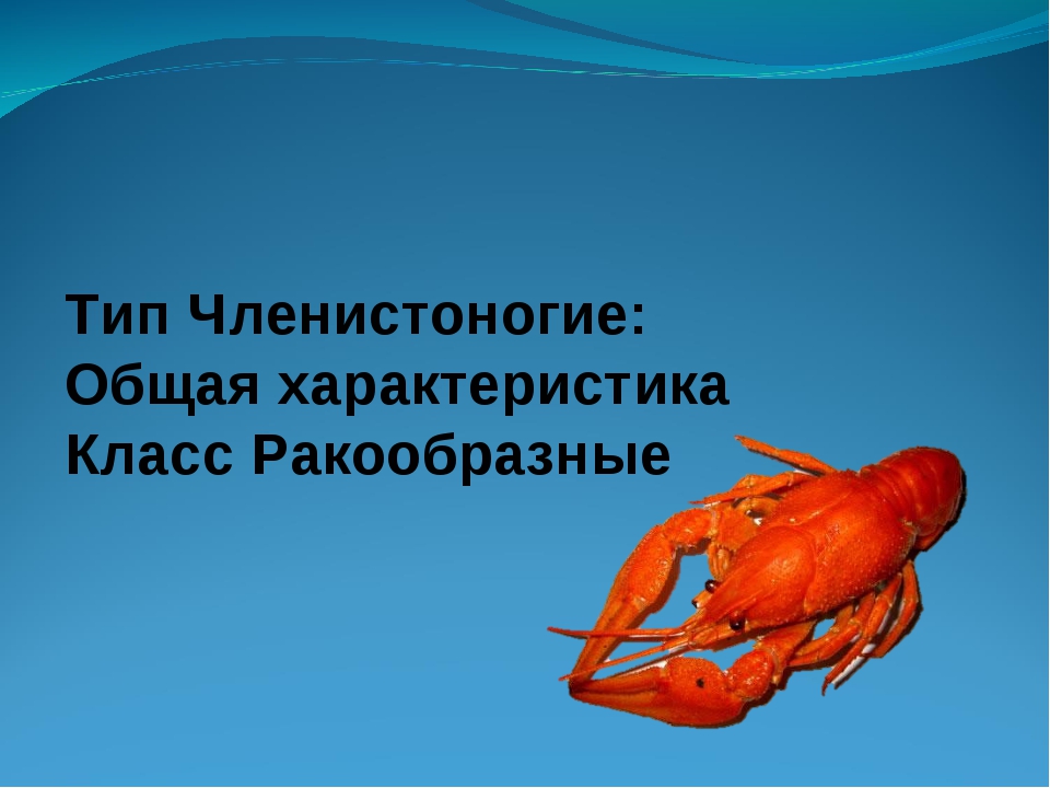 Хордовые животные общая характеристика типа и примеры животных