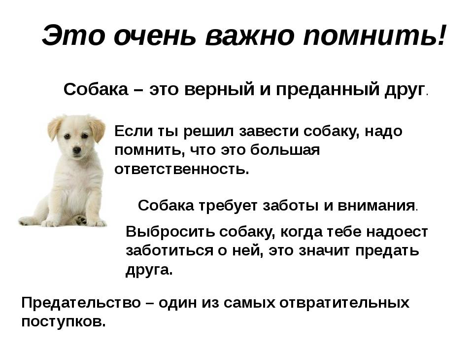 Что значит собачья радость