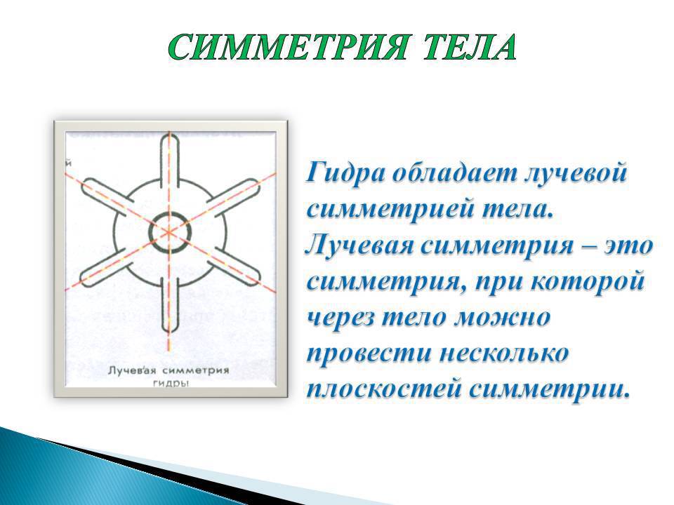 Лучевая симметрия в биологии: суть, примеры и значение