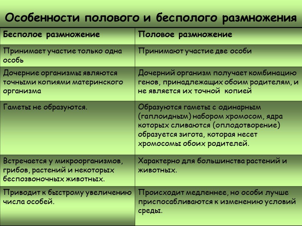 Репродукция в биологии: основные понятия и принципы