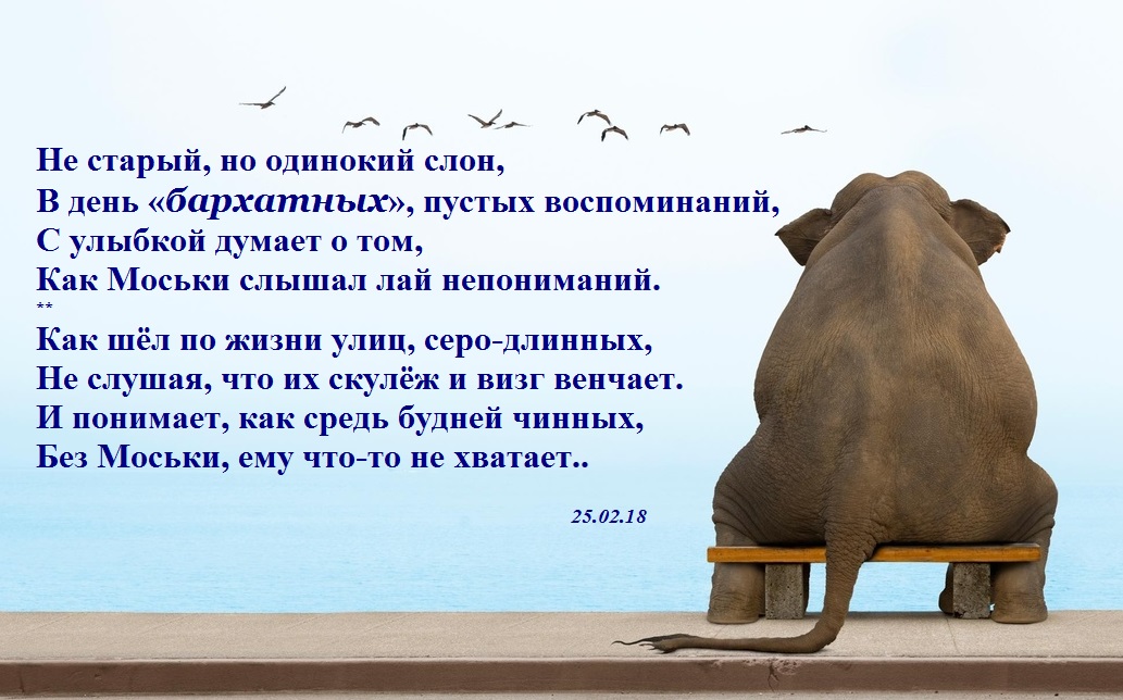 Что значит быть довольным как слон?