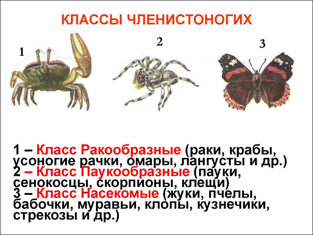 Вторичноводные животные: что это значит?