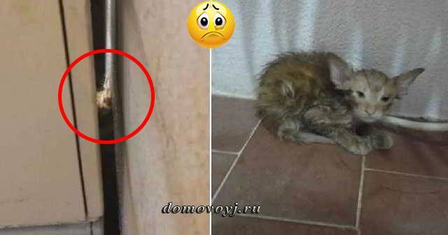 Кошка бегает по дому и мяукает
